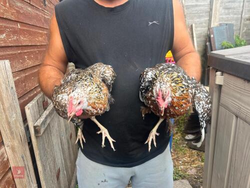 2 RED MOTTLED LEGHORN PULLETS - BIDS PER LIFE