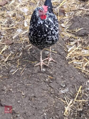 2 EXCHEQUER LEGHORN PULLETS - BIDS PER LIFE