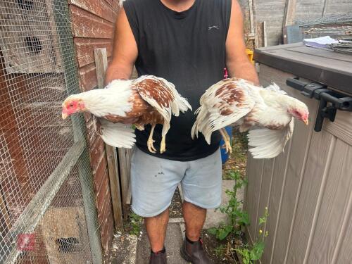 2 FEMALE RED SADDLE YOKOHAMA - BIDS PER LIFE