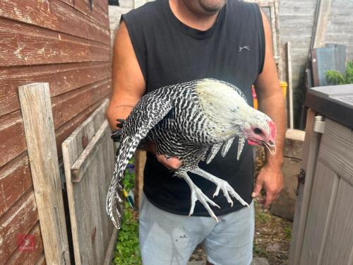 2 SILVER CAMPINE PULLETS - BIDS PER LIFE