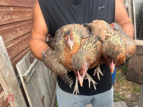 3 CREAM CRESTED LEGBAR PULLETS - BIDS PER LIFE