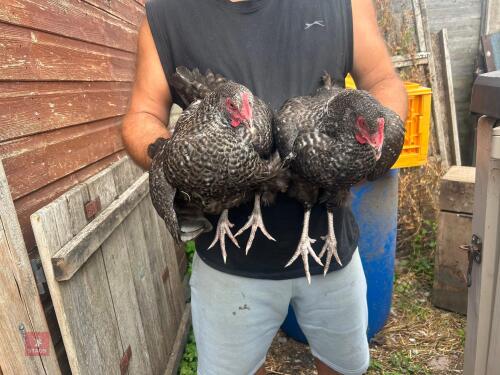 2 CUCKOO MARAN PULLETS - BIDS PER LIFE