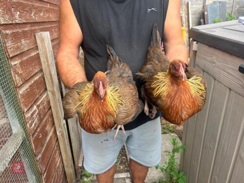 2 WELSUMMER PULLETS - BIDS PER LIFE