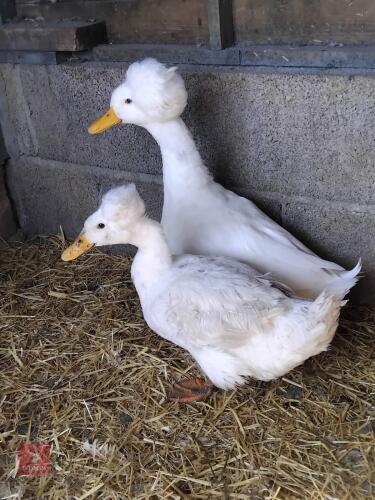 PAIR OF WHITE CRESTED DUCKS - BIDS PER LIFE