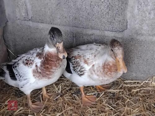 2 FEMALE CRESTED APPLEYARD DUCKS - BIDS PER LIFE