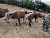 15MO PEDIGREE LONGHORN HEIFER - 2