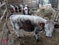14MO PEDIGREE LONGHORN HEIFER - 2