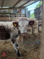 14MO PEDIGREE LONGHORN HEIFER - 3