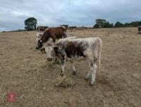 14MO PEDIGREE LONGHORN HEIFER - 2