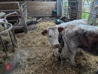 12MO PEDIGREE LONGHORN HEIFER - 3