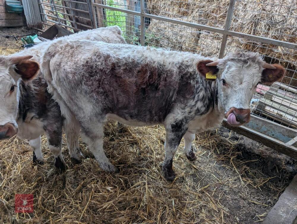10MO PEDIGREE LONGHORN HEIFER