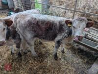 10MO PEDIGREE LONGHORN HEIFER