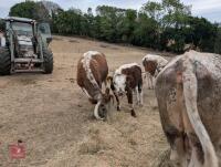 2 X PEDIGREE LONGHORN HEIFERS - BIDS PER LIFE - 3