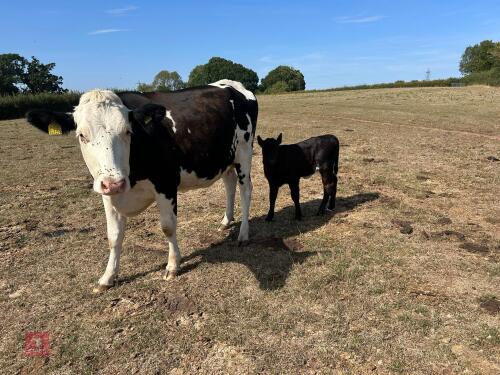 2YO HOLSTEIN X HEIFER & AA HEIFER CALF - BIDS FOR THE GROUP