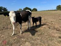 2YO HOLSTEIN X HEIFER & AA HEIFER CALF - BIDS FOR THE GROUP