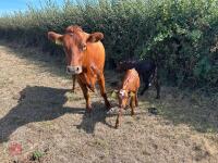 2YO JERSEY X HEIFER & DEVON X HEIFER CALF - BIDS FOR THE GROUP - 5