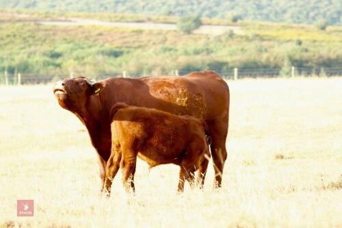 6YO PEDIGREE DEVON COW & BULL CALF - BIDS FOR THE GROUP