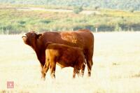 6YO PEDIGREE DEVON COW & BULL CALF - BIDS FOR THE GROUP