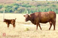 3YO DEVON COW & BULL CALF - BIDS FOR THE GROUP - 2