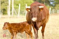3YO DEVON COW & BULL CALF - BIDS FOR THE GROUP - 3