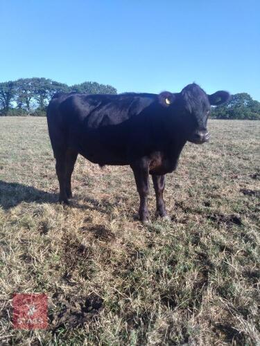 2 STEERS & 2 HEIFERS - BIDS PER LIFE