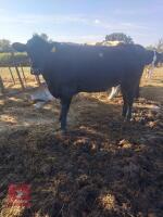 2 STEERS & 2 HEIFERS - BIDS PER LIFE - 2