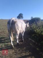 2 STEERS & 2 HEIFERS - BIDS PER LIFE - 3
