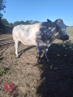 2 STEERS & 2 HEIFERS - BIDS PER LIFE - 4