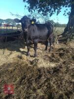 2 STEERS & 2 HEIFERS - BIDS PER LIFE - 5