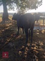 2 STEERS & 2 HEIFERS - BIDS PER LIFE - 6