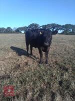 2 STEERS & 2 HEIFERS - BIDS PER LIFE - 7