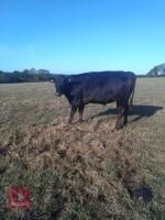 2 STEERS & 2 HEIFERS - BIDS PER LIFE - 8