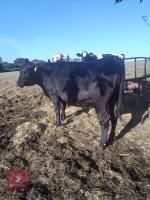 2 STEERS & 2 HEIFERS - BIDS PER LIFE - 9