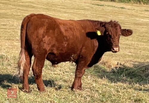 15MO DEVON STEER