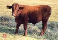 15MO DEVON STEER - 2