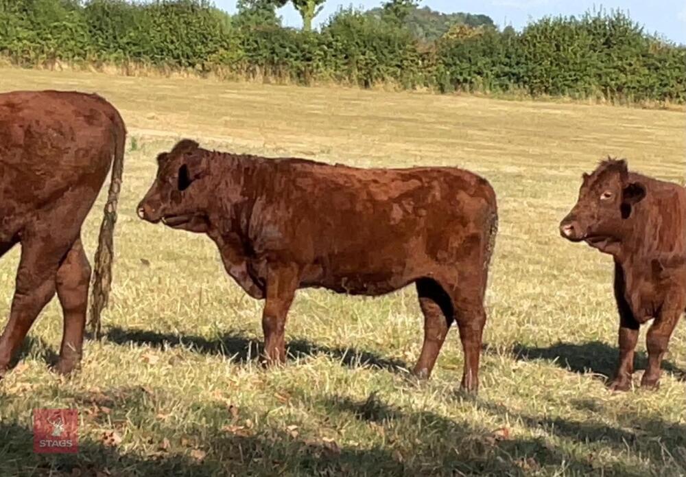 13MO PEDIGREE DEVON HEIFER