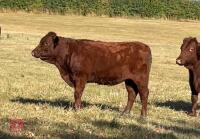 13MO PEDIGREE DEVON HEIFER - 2