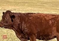 13MO PEDIGREE DEVON HEIFER - 3