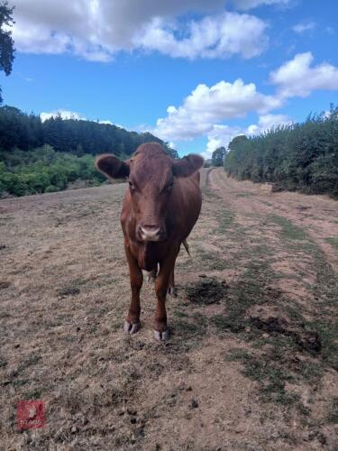 2YO LIMOUSIN X HEIFER & HEIFER CALF - BIDS FOR THE GROUP