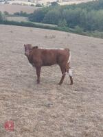 2YO LIMOUSIN X HEIFER & HEIFER CALF - BIDS FOR THE GROUP - 2