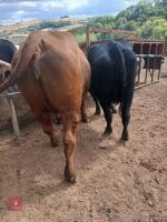 2YO LIMOUSIN X HEIFER & HEIFER CALF - BIDS FOR THE GROUP - 3