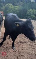 2YO BEEF SHORTHORN X HEIFER & STEER CALF - BIDS FOR THE GROUP - 2