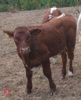2YO BEEF SHORTHORN X HEIFER & STEER CALF - BIDS FOR THE GROUP - 3