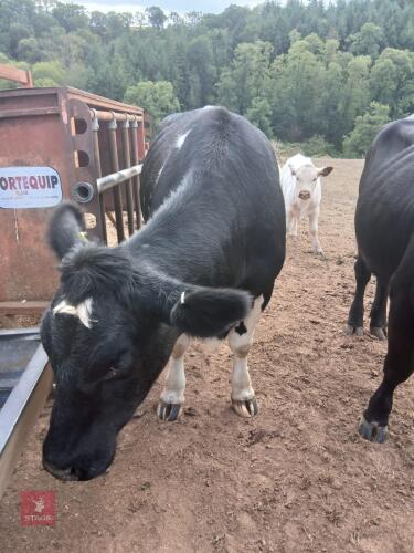 2YO BEEF SHORTHORN X HEIFER & HEIFER CALF - BIDS FOR THE GROUP