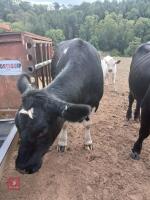 2YO BEEF SHORTHORN X HEIFER & HEIFER CALF - BIDS FOR THE GROUP