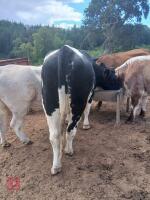 2YO BEEF SHORTHORN X HEIFER & HEIFER CALF - BIDS FOR THE GROUP - 2