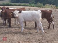 2YO BEEF SHORTHORN X HEIFER & HEIFER CALF - BIDS FOR THE GROUP - 3
