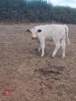 2YO BEEF SHORTHORN X HEIFER & HEIFER CALF - BIDS FOR THE GROUP - 4