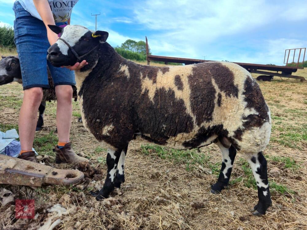 6MO PEDIGREE DUTCH SPOTTED RAM LAMB