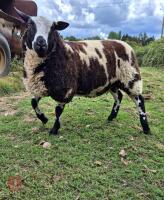 6MO PEDIGREE DUTCH SPOTTED RAM LAMB - 2